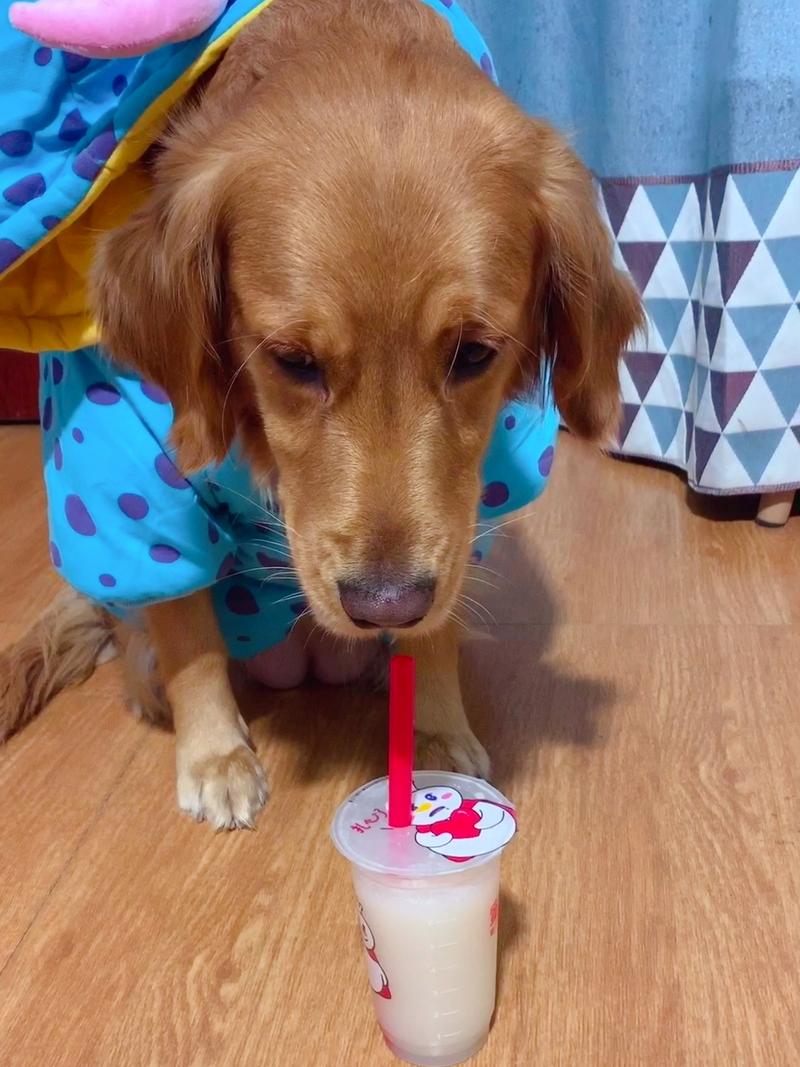 狗狗可不可以喝豆浆,狗狗可以喝豆浆吗?-第5张图片-后鲨宠物 狗狗可不可以喝豆浆,狗狗可以喝豆浆吗?-第5张图片-后鲨宠物