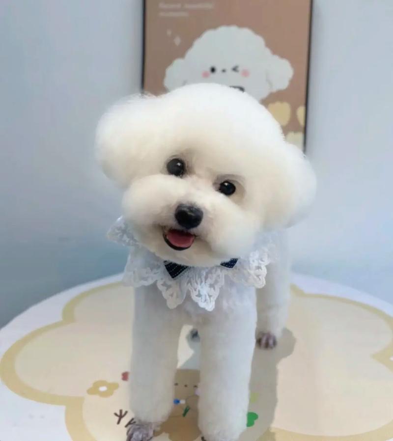 狗狗舌头发白怎么办,狗狗舌头发白怎么办吃什么药-第1张图片-后鲨宠物 狗狗舌头发白怎么办,狗狗舌头发白怎么办吃什么药-第1张图片-后鲨宠物