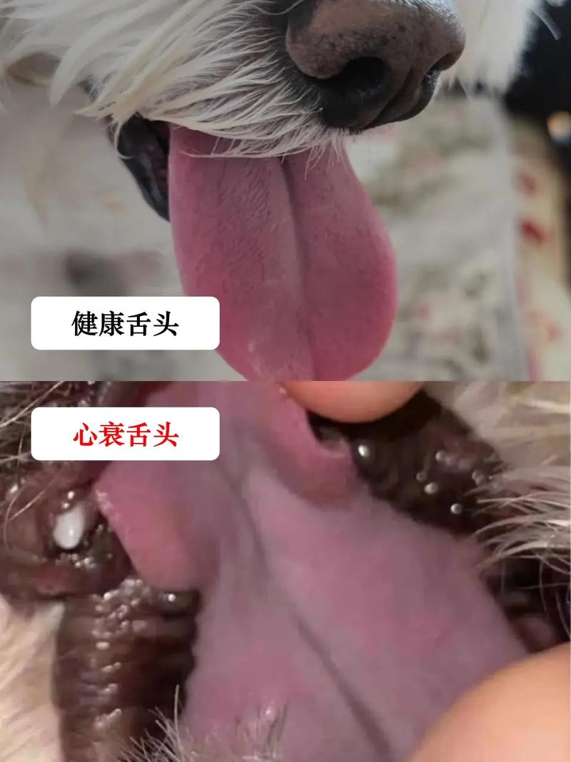 狗狗舌头发白怎么办,狗狗舌头发白怎么办吃什么药-第3张图片-后鲨宠物 狗狗舌头发白怎么办,狗狗舌头发白怎么办吃什么药-第3张图片-后鲨宠物