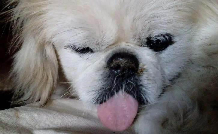 狗狗舌头发白怎么办,狗狗舌头发白怎么办吃什么药-第5张图片-后鲨宠物 狗狗舌头发白怎么办,狗狗舌头发白怎么办吃什么药-第5张图片-后鲨宠物