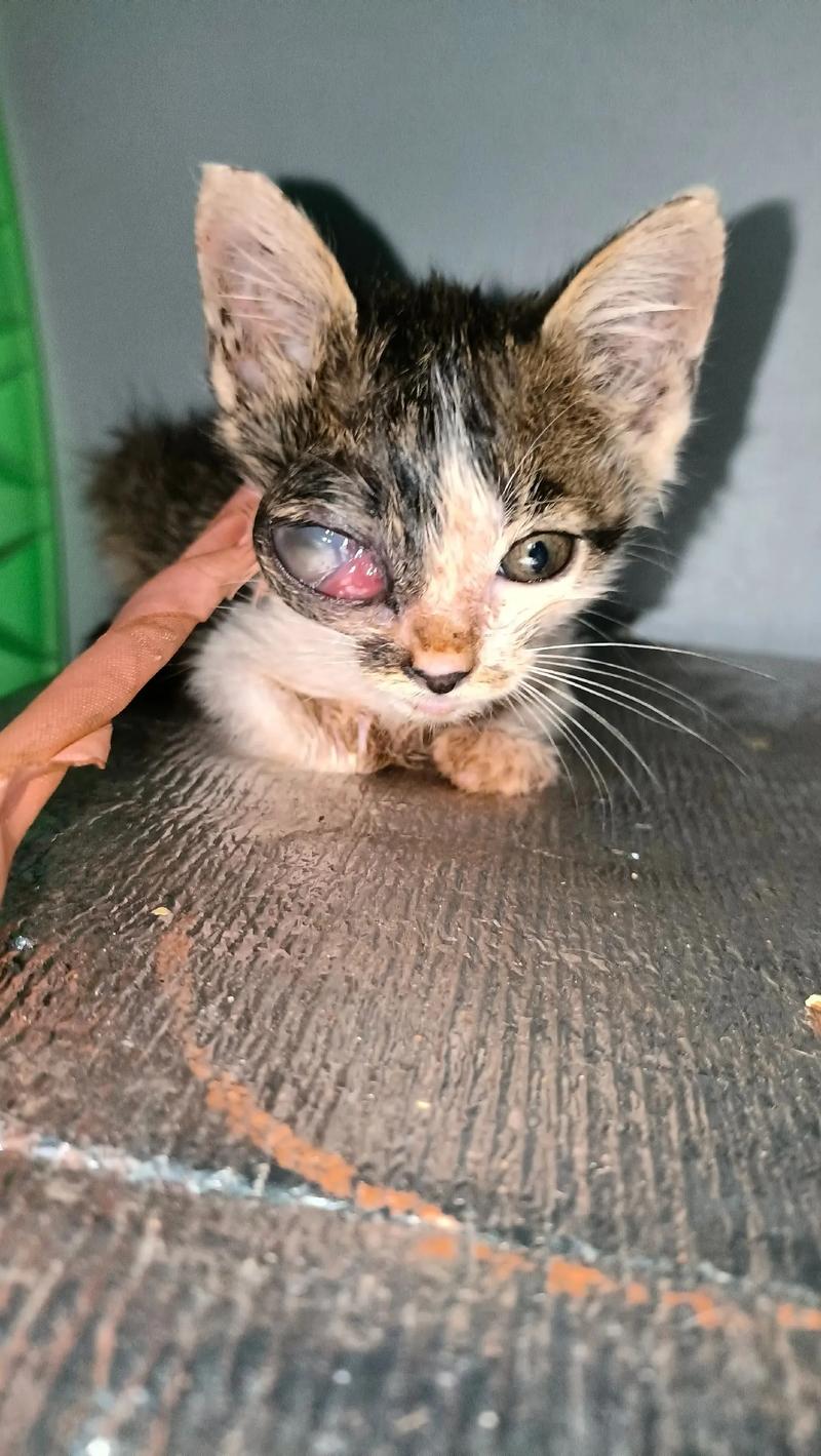 什么病会导致猫咪失明,什么病会导致猫咪死亡?-第5张图片-后鲨宠物 什么病会导致猫咪失明,什么病会导致猫咪死亡?-第5张图片-后鲨宠物