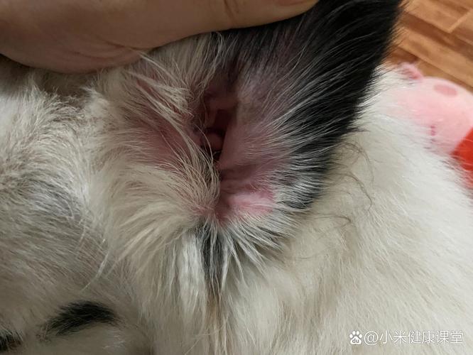 狗狗耳朵发炎流脓用什么药_狗狗耳朵发炎流脓用什么药效果好-第2张图片-后鲨宠物 狗狗耳朵发炎流脓用什么药_狗狗耳朵发炎流脓用什么药效果好-第2张图片-后鲨宠物