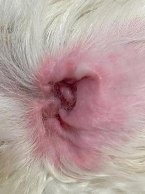 狗狗耳朵发炎流脓用什么药_狗狗耳朵发炎流脓用什么药效果好-第4张图片-后鲨宠物 狗狗耳朵发炎流脓用什么药_狗狗耳朵发炎流脓用什么药效果好-第4张图片-后鲨宠物