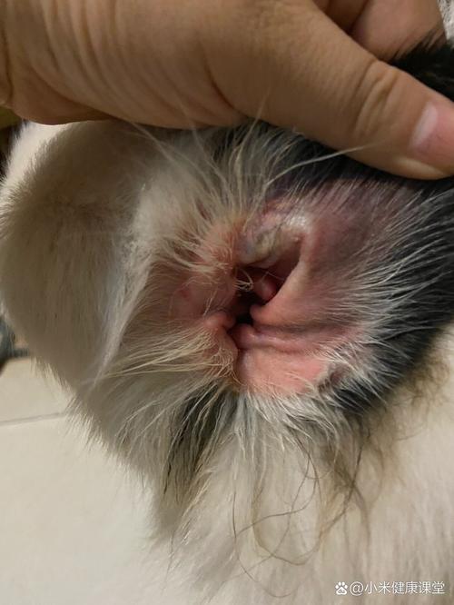 狗狗耳朵发炎流脓用什么药_狗狗耳朵发炎流脓用什么药效果好-第5张图片-后鲨宠物 狗狗耳朵发炎流脓用什么药_狗狗耳朵发炎流脓用什么药效果好-第5张图片-后鲨宠物