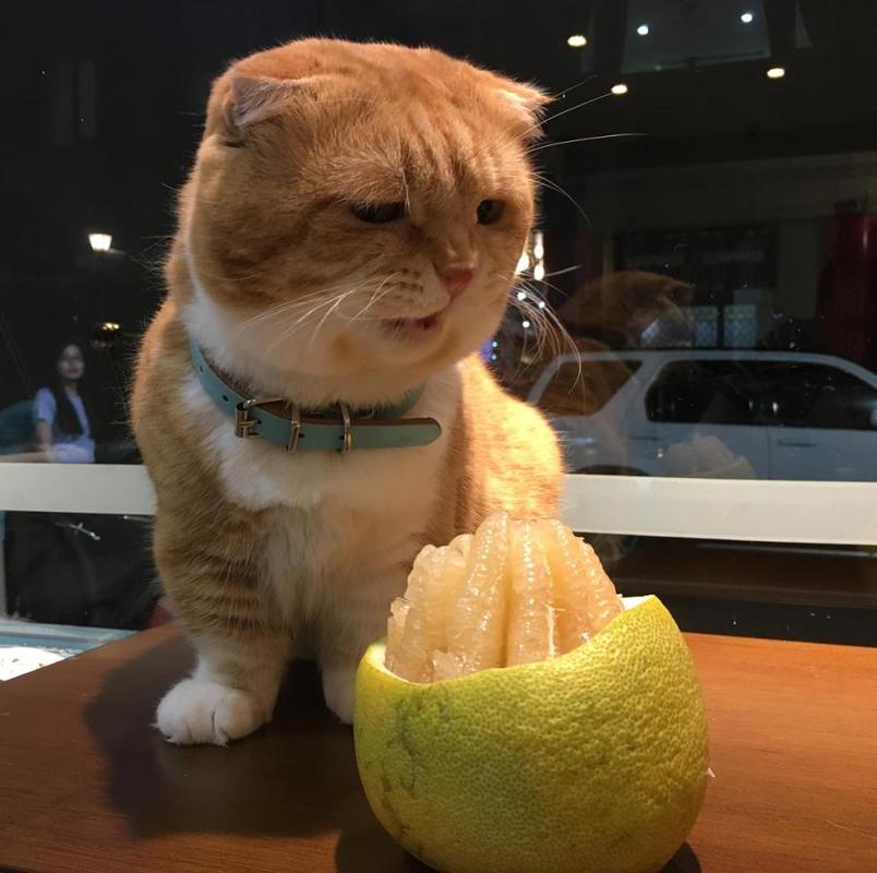 猫猫能吃柚子吗,猫咪可以吃柚子?-第4张图片-后鲨宠物 猫猫能吃柚子吗,猫咪可以吃柚子?-第4张图片-后鲨宠物