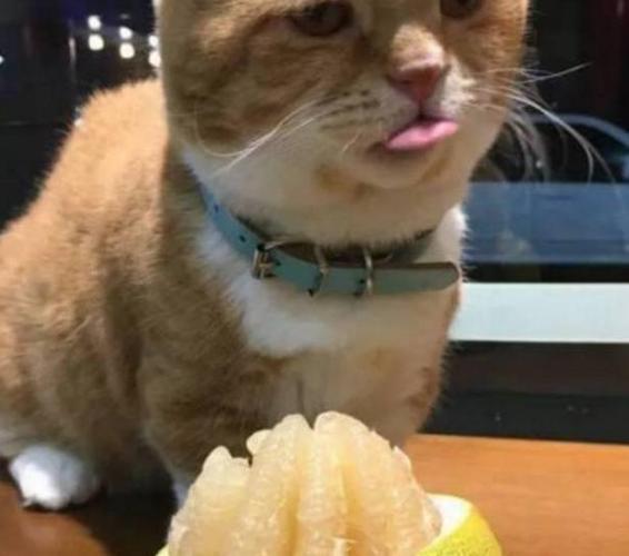 猫猫能吃柚子吗,猫咪可以吃柚子?-第5张图片-后鲨宠物 猫猫能吃柚子吗,猫咪可以吃柚子?-第5张图片-后鲨宠物