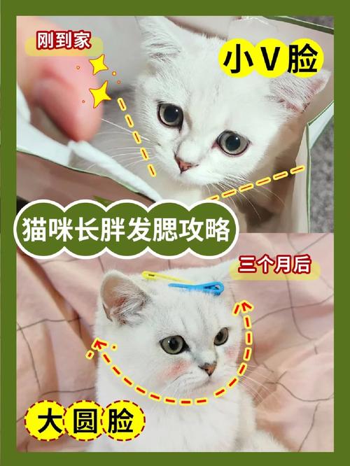 猫咪增肥吃什么,猫咪增肥吃什么药-第6张图片-后鲨宠物 猫咪增肥吃什么,猫咪增肥吃什么药-第6张图片-后鲨宠物
