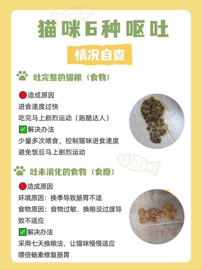 猫咪不吃不喝还呕吐怎么办_猫咪不吃不喝还吐了是怎么回事-第5张图片-后鲨宠物 猫咪不吃不喝还呕吐怎么办_猫咪不吃不喝还吐了是怎么回事-第5张图片-后鲨宠物