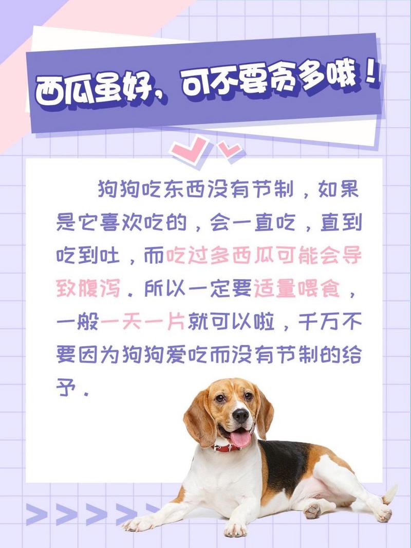 狗狗吃西瓜可以吗,狗狗吃西瓜吗会中毒吗?-第5张图片-后鲨宠物 狗狗吃西瓜可以吗,狗狗吃西瓜吗会中毒吗?-第5张图片-后鲨宠物