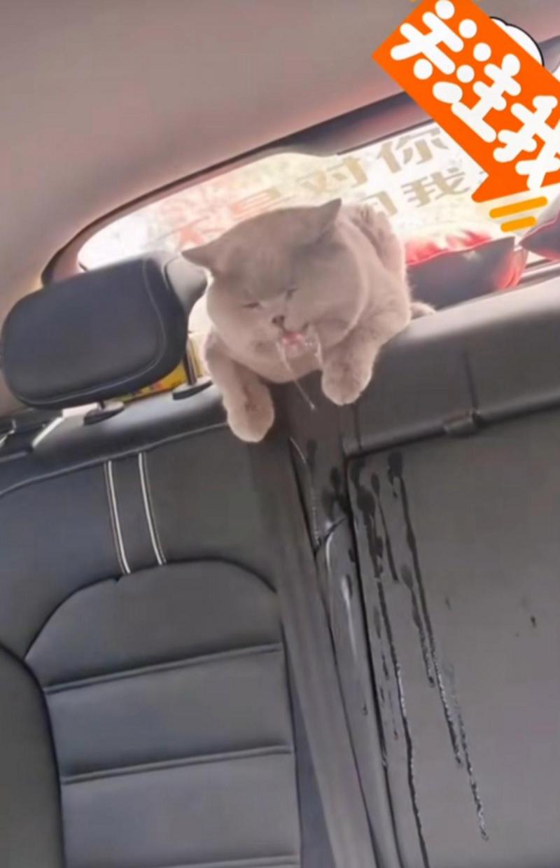 猫咪晕车怎么办_猫咪晕车该怎么办-第2张图片-后鲨宠物 猫咪晕车怎么办_猫咪晕车该怎么办-第2张图片-后鲨宠物