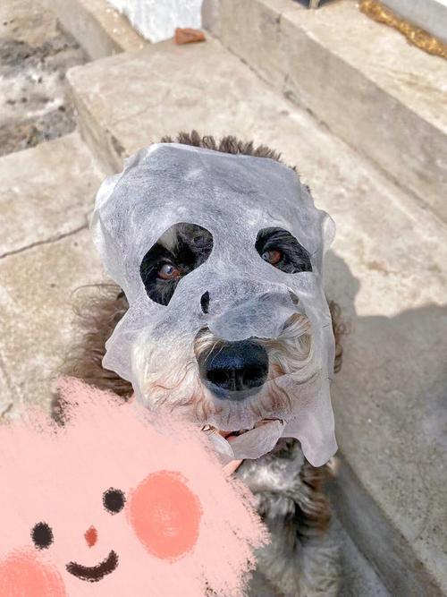 狗狗把面膜吃了怎么办_狗狗误吃了面膜怎么办-第1张图片-后鲨宠物