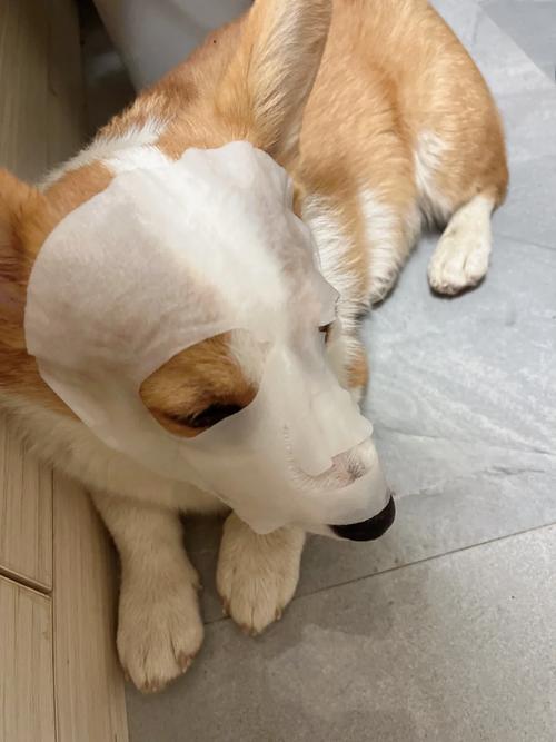 狗狗把面膜吃了怎么办_狗狗误吃了面膜怎么办-第4张图片-后鲨宠物