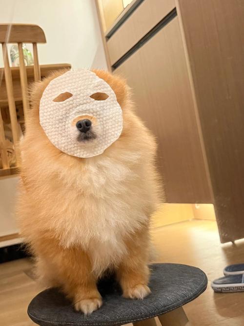 狗狗把面膜吃了怎么办_狗狗误吃了面膜怎么办-第5张图片-后鲨宠物