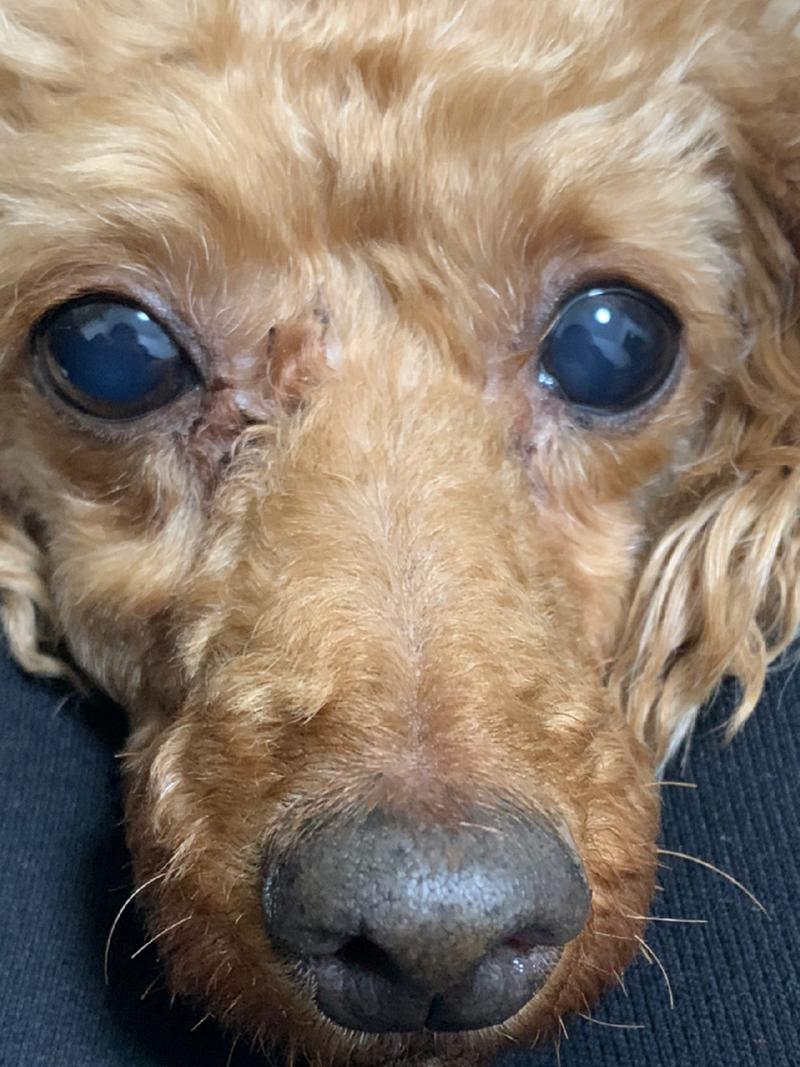 狗狗白内障手术多少钱_狗狗白内障手术费用-第2张图片-后鲨宠物 狗狗白内障手术多少钱_狗狗白内障手术费用-第2张图片-后鲨宠物