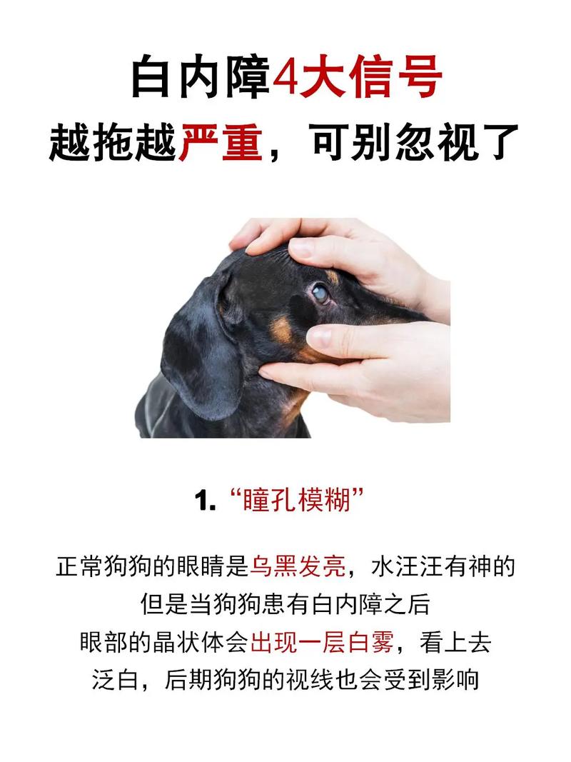 狗狗白内障手术多少钱_狗狗白内障手术费用-第1张图片-后鲨宠物 狗狗白内障手术多少钱_狗狗白内障手术费用-第1张图片-后鲨宠物