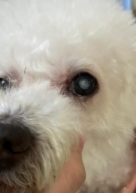 狗狗白内障手术多少钱_狗狗白内障手术费用-第5张图片-后鲨宠物 狗狗白内障手术多少钱_狗狗白内障手术费用-第5张图片-后鲨宠物