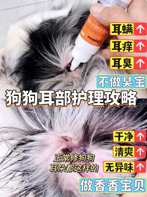 狗狗多久洗一次耳朵,狗狗多大洗耳朵-第1张图片-后鲨宠物 狗狗多久洗一次耳朵,狗狗多大洗耳朵-第1张图片-后鲨宠物