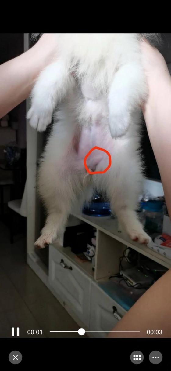 狗狗肺积水能活多久,狗肺积水是什么引起的?-第1张图片-后鲨宠物 狗狗肺积水能活多久,狗肺积水是什么引起的?-第1张图片-后鲨宠物