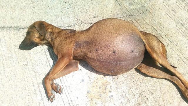 狗狗肺积水能活多久,狗肺积水是什么引起的?-第2张图片-后鲨宠物 狗狗肺积水能活多久,狗肺积水是什么引起的?-第2张图片-后鲨宠物