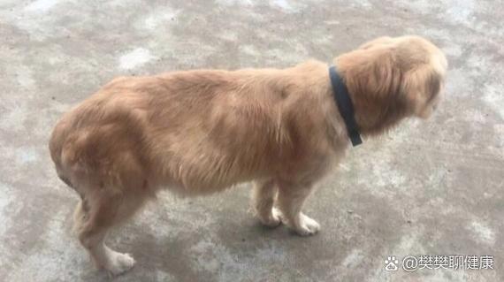 狗狗肺积水能活多久,狗肺积水是什么引起的?-第3张图片-后鲨宠物 狗狗肺积水能活多久,狗肺积水是什么引起的?-第3张图片-后鲨宠物