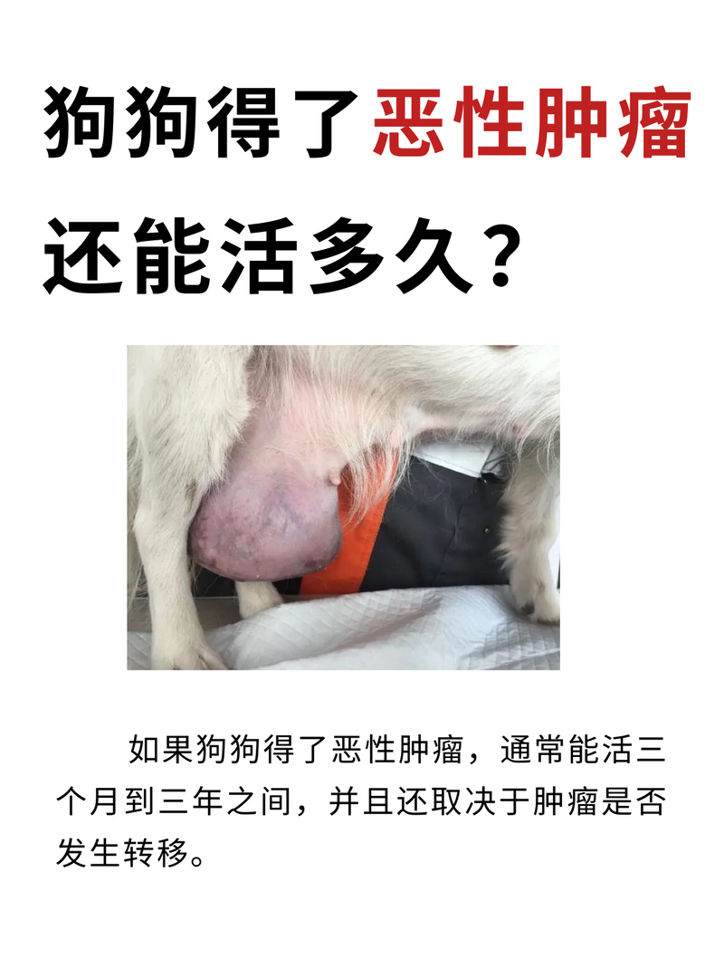 狗狗肺积水能活多久,狗肺积水是什么引起的?-第4张图片-后鲨宠物 狗狗肺积水能活多久,狗肺积水是什么引起的?-第4张图片-后鲨宠物