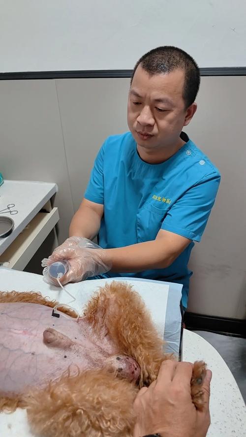 狗狗肺积水能活多久,狗肺积水是什么引起的?-第6张图片-后鲨宠物 狗狗肺积水能活多久,狗肺积水是什么引起的?-第6张图片-后鲨宠物