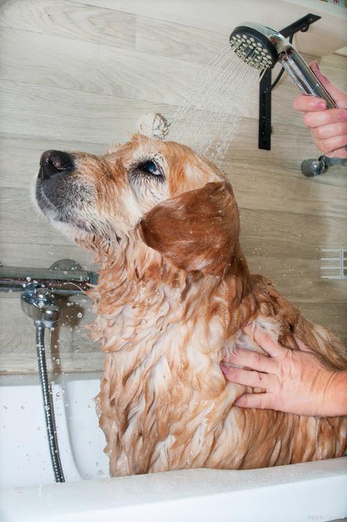 小狗狗多久可以洗澡,小狗狗多久可以洗澡?-第6张图片-后鲨宠物 小狗狗多久可以洗澡,小狗狗多久可以洗澡?-第6张图片-后鲨宠物