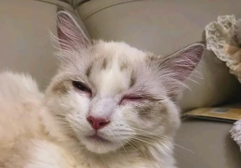 猫咪尿黄是什么原因，猫猫尿黄是怎么回事？-第1张图片-后鲨宠物