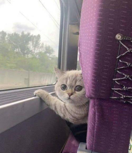 猫咪可以坐高铁吗,猫咪可以坐高铁吗想要买票吗?-第5张图片-后鲨宠物 猫咪可以坐高铁吗,猫咪可以坐高铁吗想要买票吗?-第5张图片-后鲨宠物