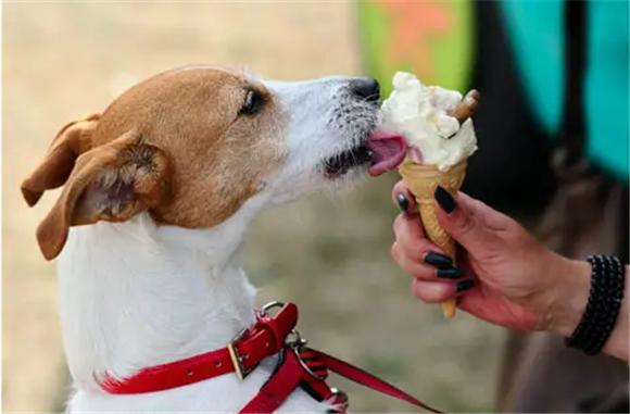 狗狗可以吃雪糕吗,狗狗能吃雪糕?-第1张图片-后鲨宠物 狗狗可以吃雪糕吗,狗狗能吃雪糕?-第1张图片-后鲨宠物