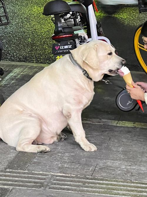 狗狗可以吃雪糕吗,狗狗能吃雪糕?-第3张图片-后鲨宠物 狗狗可以吃雪糕吗,狗狗能吃雪糕?-第3张图片-后鲨宠物