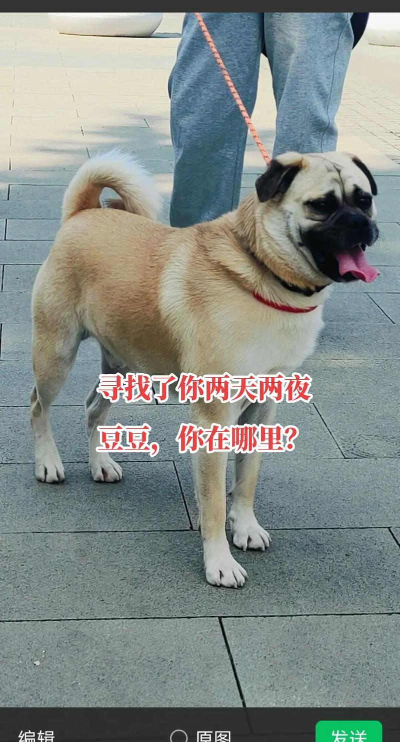 九个月狗狗算成犬吗，9个月大的狗狗是多少岁？