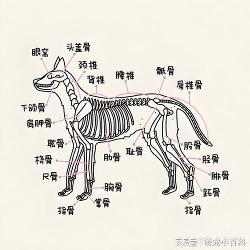 九个月狗狗算成犬吗，9个月大的狗狗是多少岁？-第3张图片-后鲨宠物