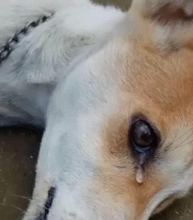 狗狗哀嚎是怎么回事,狗狗哀叫是什么意思-第2张图片-后鲨宠物 狗狗哀嚎是怎么回事,狗狗哀叫是什么意思-第2张图片-后鲨宠物