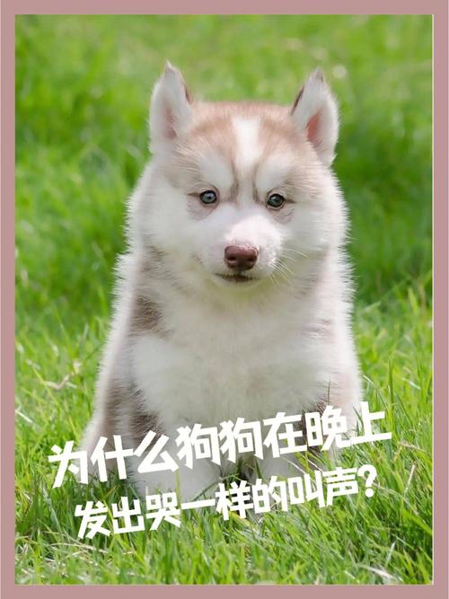 狗狗哀嚎是怎么回事,狗狗哀叫是什么意思-第6张图片-后鲨宠物 狗狗哀嚎是怎么回事,狗狗哀叫是什么意思-第6张图片-后鲨宠物