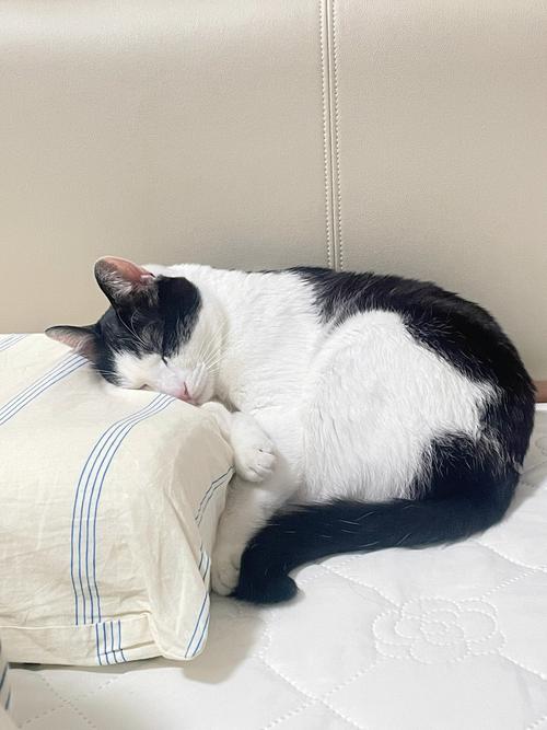 猫咪为什么喜欢睡枕头,猫咪为什么睡枕头上咬头发?-第1张图片-后鲨宠物 猫咪为什么喜欢睡枕头,猫咪为什么睡枕头上咬头发?-第1张图片-后鲨宠物