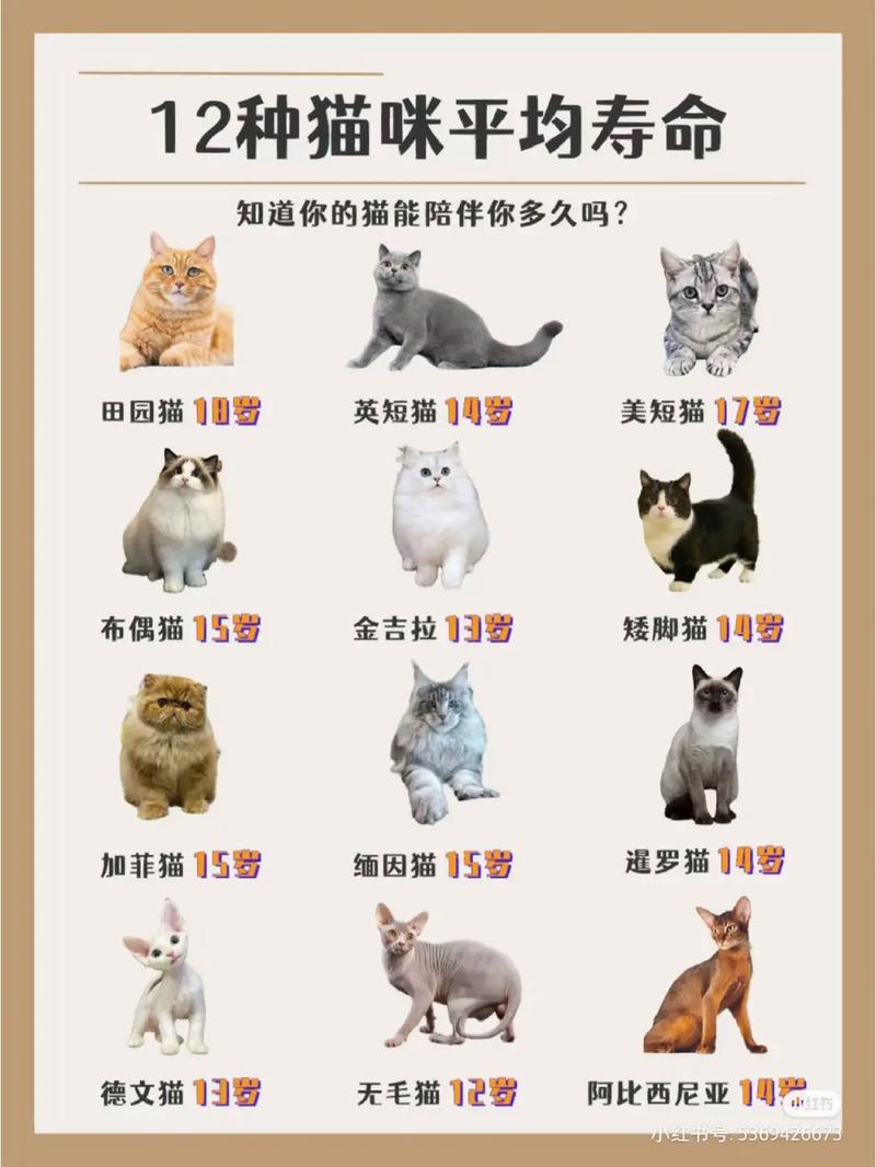 猫咪需要陪伴吗_猫咪需要猫咪的陪伴吗-第1张图片-后鲨宠物 猫咪需要陪伴吗_猫咪需要猫咪的陪伴吗-第1张图片-后鲨宠物