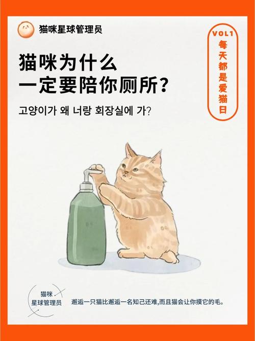 猫咪需要陪伴吗_猫咪需要猫咪的陪伴吗-第3张图片-后鲨宠物 猫咪需要陪伴吗_猫咪需要猫咪的陪伴吗-第3张图片-后鲨宠物