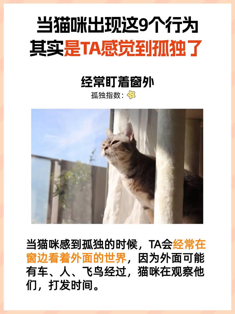 猫咪需要陪伴吗_猫咪需要猫咪的陪伴吗-第5张图片-后鲨宠物 猫咪需要陪伴吗_猫咪需要猫咪的陪伴吗-第5张图片-后鲨宠物