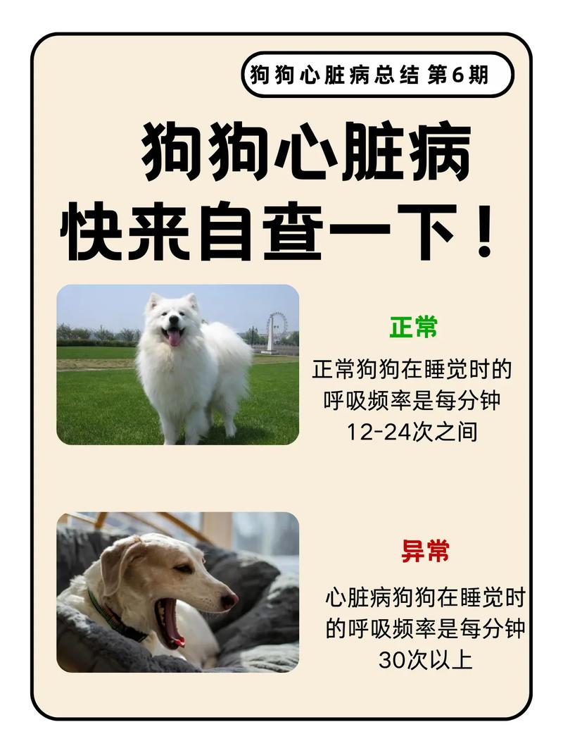 狗狗的心跳是多少正常_狗狗的心跳是多少正常值-第3张图片-后鲨宠物 狗狗的心跳是多少正常_狗狗的心跳是多少正常值-第3张图片-后鲨宠物