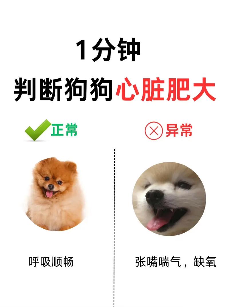 狗狗的心跳是多少正常_狗狗的心跳是多少正常值-第5张图片-后鲨宠物 狗狗的心跳是多少正常_狗狗的心跳是多少正常值-第5张图片-后鲨宠物