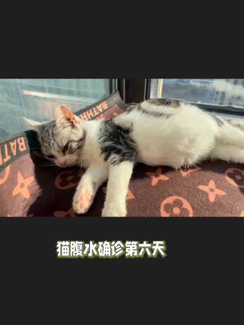 猫咪腹水能活多久_猫腹水一般能存活多久-第3张图片-后鲨宠物 猫咪腹水能活多久_猫腹水一般能存活多久-第3张图片-后鲨宠物