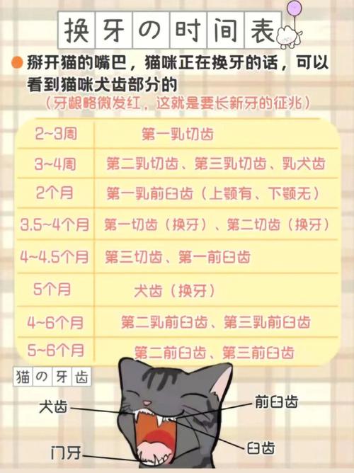 猫咪会不会换牙,猫咪会不会换牙齿-第1张图片-后鲨宠物 猫咪会不会换牙,猫咪会不会换牙齿-第1张图片-后鲨宠物