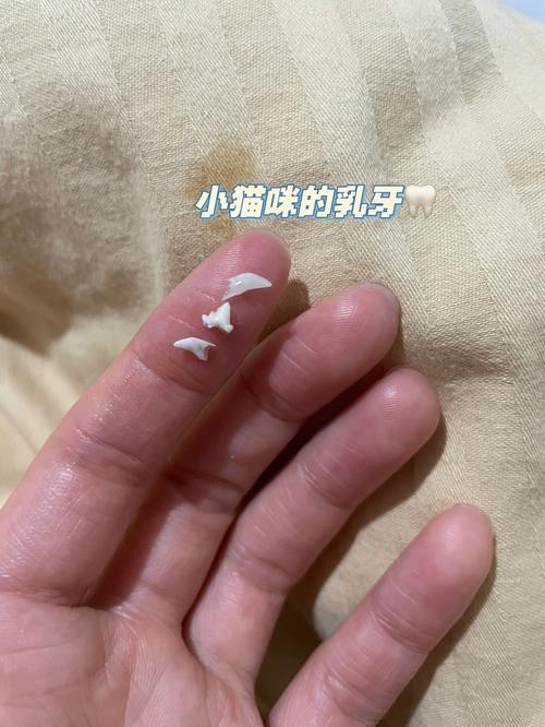 猫咪会不会换牙,猫咪会不会换牙齿-第4张图片-后鲨宠物 猫咪会不会换牙,猫咪会不会换牙齿-第4张图片-后鲨宠物