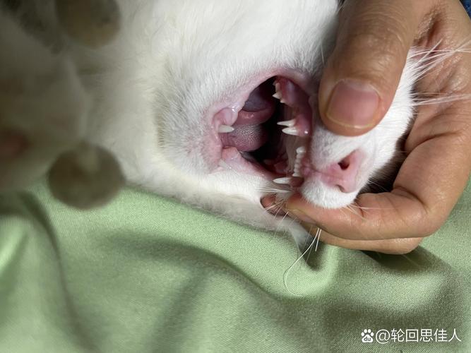 猫咪会不会换牙,猫咪会不会换牙齿-第5张图片-后鲨宠物 猫咪会不会换牙,猫咪会不会换牙齿-第5张图片-后鲨宠物