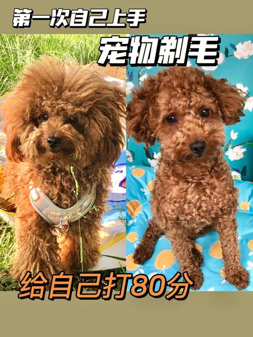 如何给狗狗剃毛,如何给狗狗剃毛造型图片?-第1张图片-后鲨宠物 如何给狗狗剃毛,如何给狗狗剃毛造型图片?-第1张图片-后鲨宠物