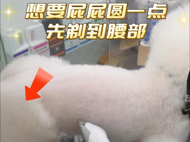 如何给狗狗剃毛,如何给狗狗剃毛造型图片?-第5张图片-后鲨宠物 如何给狗狗剃毛,如何给狗狗剃毛造型图片?-第5张图片-后鲨宠物