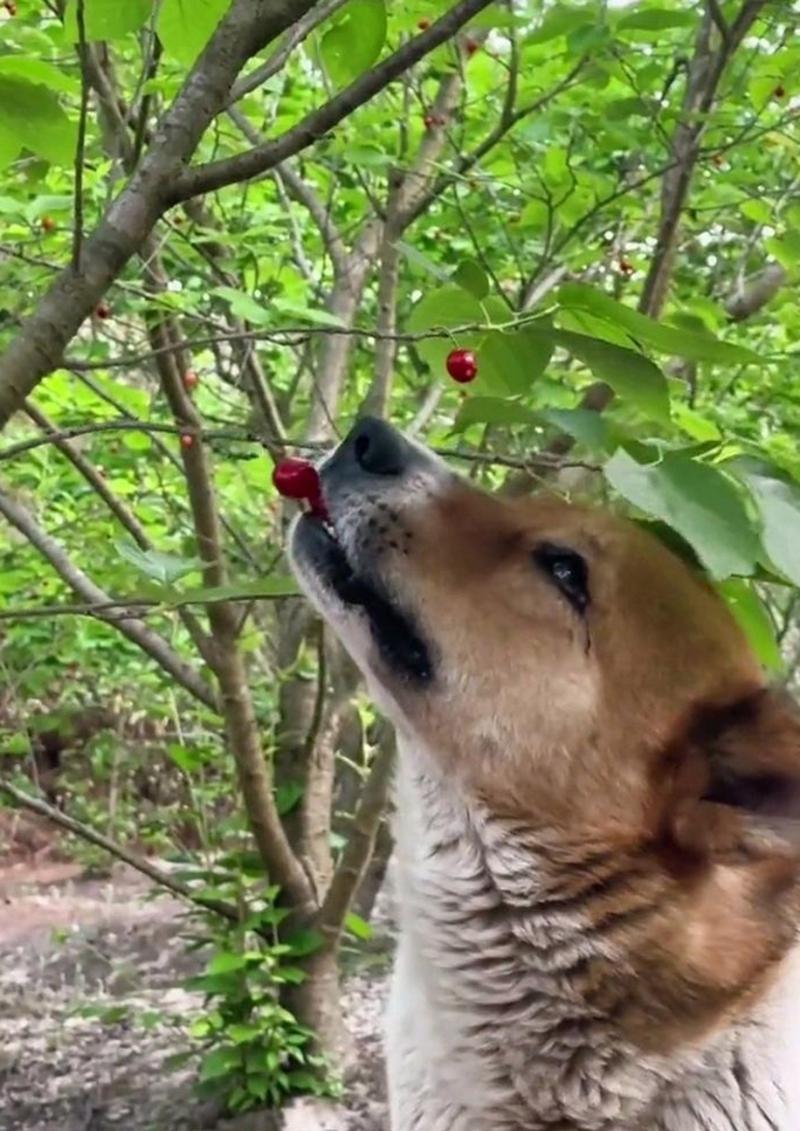 狗狗吃樱桃果肉有事吗,狗狗吃樱桃果肉有事吗视频?-第4张图片-后鲨宠物 狗狗吃樱桃果肉有事吗,狗狗吃樱桃果肉有事吗视频?-第4张图片-后鲨宠物