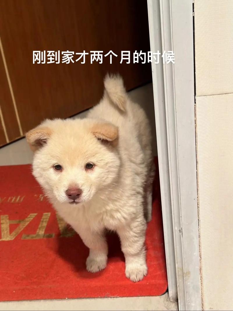 狗狗能吃猪皮吗_狗狗能吃猪皮么