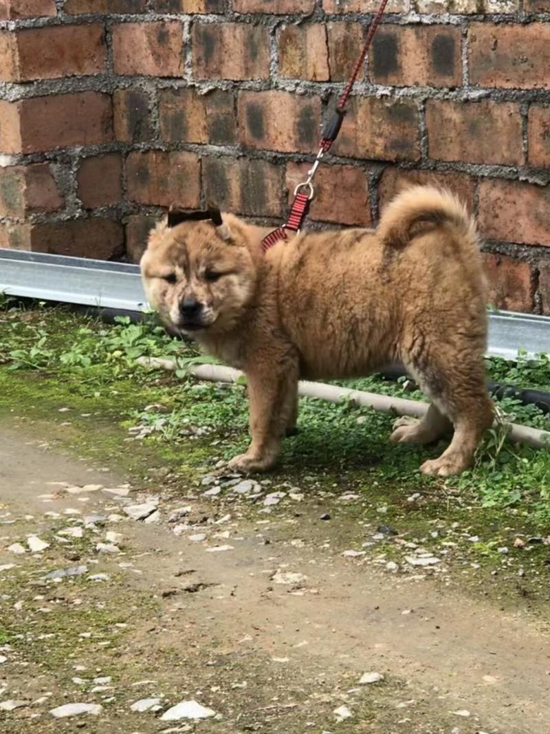 狗狗能吃猪皮吗_狗狗能吃猪皮么-第4张图片-后鲨宠物 狗狗能吃猪皮吗_狗狗能吃猪皮么-第4张图片-后鲨宠物